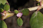 Desert horsepurslane